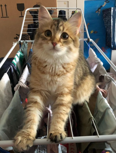 Sibirisk katt Fujita